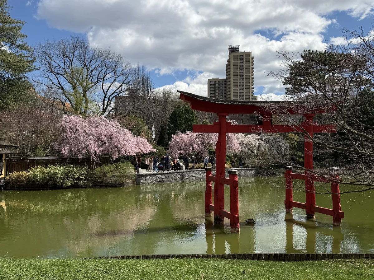 Cherry Blossoms in BBG
