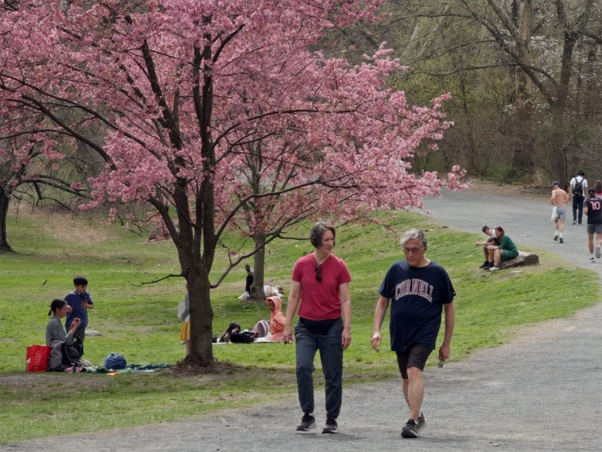 Cherry Blossoms in Central Park